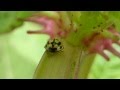 14-spotted yellow lady bug  - Propylea quatuordecimpunctata - Gul Maríuhæna - Skordýr - Bjöllur