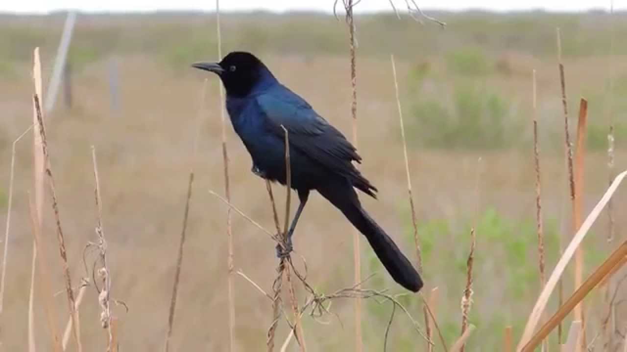 Boat-tailed Grackle ( Quiscalus major) (Nominate Subspecies) Calling