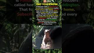 The Bear Left Her Crate And Hugged Trees