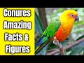 Conures Viral Facts | Conures Amazing Facts &amp; Figures | Conures Popular Facts | Conures Facts