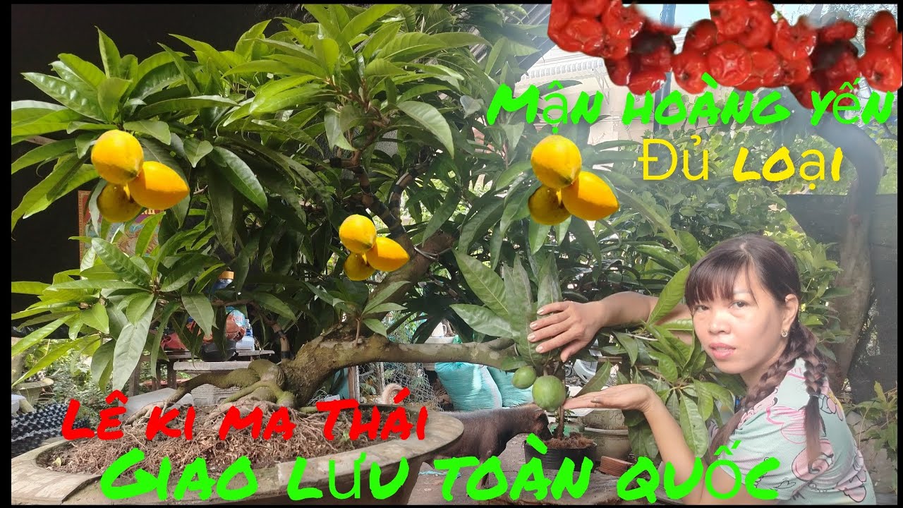 10/3 Giao lưu .lê ki ma Thái .mận hoàng yến .nho thân gỗ .gâu nhật .vú sữa .#lh0382354700 #Baosíp ..