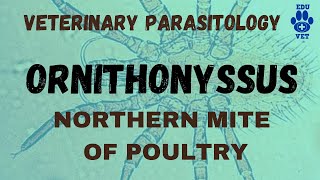 Ornithonyssus-Northern mite of Poultry