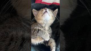 The Sweetest Moosie Goosie