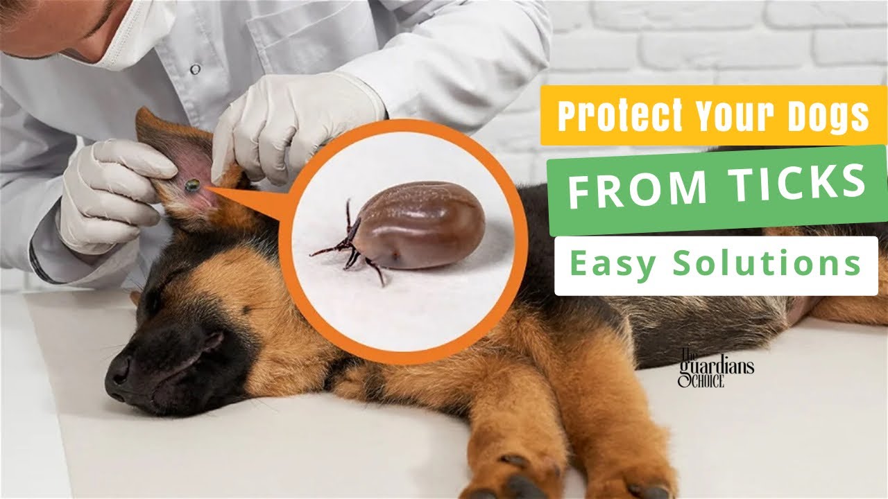 tick-prevention-techniques-how-to-prevent-ticks-on-dogs-youtube