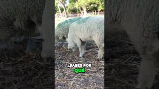 Cuidado con la sobrealimentación de las ovejas durante la gestación