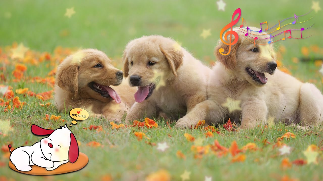 Lullabies for Dogs to Sleep to! Calm Your Dog and Help them Have a ...
