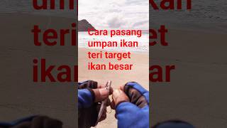 CARA PASANG UMPAN IKAN TERI || TARGET IKAN BESAR ‼️‼️ #fishing #Landbase #longcast #surfcasting