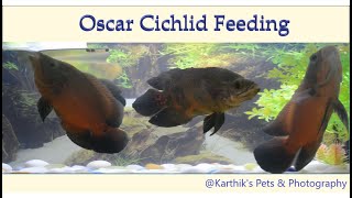 Oscar Cichlid Feeding at Home | Black & Copper Oscar Cichlid | Cichlid aquarium | Feeding Fish video