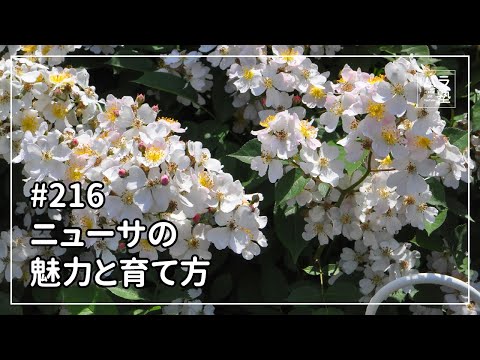 216 ニューサの魅力と育て方 - YouTube