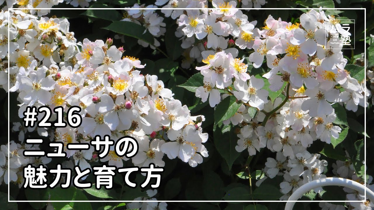 バラ苗【中苗】ニューサ 国産苗 6号鉢植え品［農林水産省 登録品種 