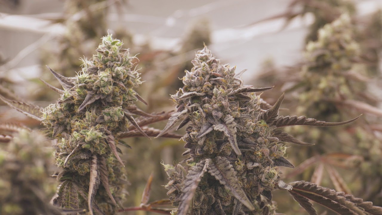 flower video YouTube