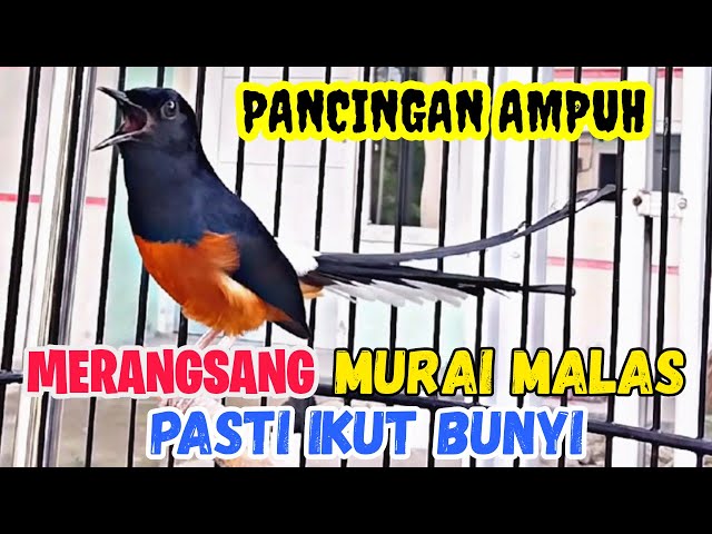 PANCINGAN MURAI BATU GACOR EMOSI ‼️ AMPUH BIKIN MURAI BATU APAPUN IKUT EMOSI DAN RAJIN BUNYI class=