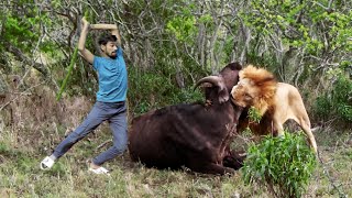 Lion Attack Buffalo In African Forest Lion Attack Animal Lion Attack Video Stories Part -11