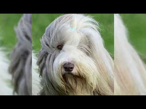 Vidéo: Bearded Collie Race De Chien Hypoallergénique, Santé Et Durée De Vie