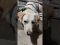 i thought I have to behave like a rat 🤣🤣 #dog #doglove #dogvideos #doglife #dogshorts