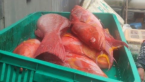 ice for fish use only