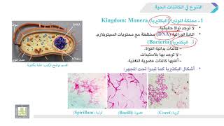 الأحياء العامة | عملي | 6-1 | مملكة البكتيريا (Kingdom Monera)