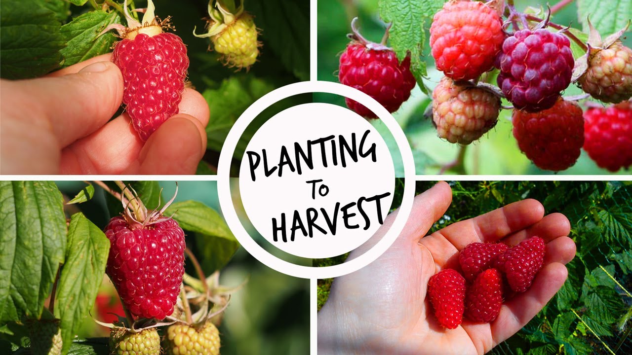 How to Grow Your Own Raspberries