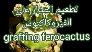 تطعيم الصبار على ?الفيرو كاكتوي graftingferocactus الذي يعتبر هو من اقوى الاصول لتطعيم نوادرالصبار?