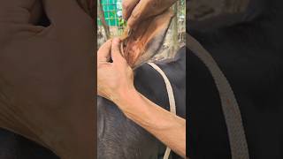 cow rescue #cow #rescue
