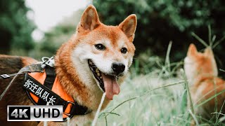 Shiba Inu Videos with Piano Relax | Soundscapes for Relaxation 4K Video