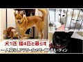 【一人暮らしの多頭飼い】出勤前のリアルなモーニングルーティン