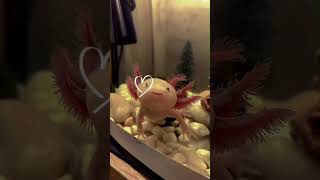 💗💋 Аксолотль #аксолотль #axolotl