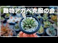 癖ありアガベの育て方を悩みながら解説【もう枯らしたくない】