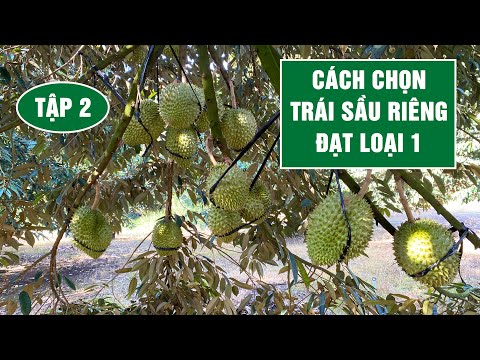 Video CÁCH LÀM TRÁI SẦU RIÊNG ĐỂ ĐẠT HÀNG NHỨT- TẬP 2 - youtube