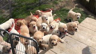 That's why you need a Golden Retriever Puppies   Try Not To Laugh / Funny videos dog