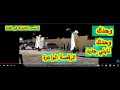 رقص نايلي رقم واحد أكثر من رائع naili
