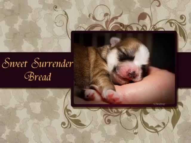 YouTubeでスウィート・サレンダー(ブレッド)/Sweet Surrender(Bread) with lovely Dogsを視聴 YouTubeでスウィート・サレンダー(ブレッド)/Sweet Surrender(Bread) with lovely Dogsを視聴