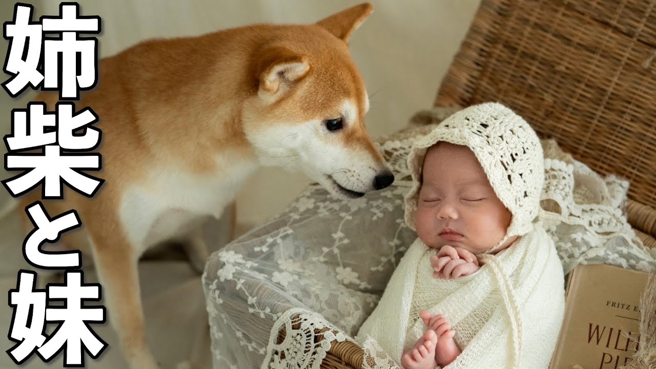 赤ちゃんに本当の姉のように接する柴犬