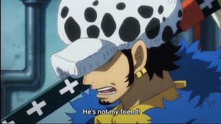 Law trusts Luffy (One Piece ep 984)