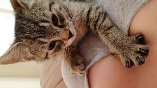 Молочный шаг у кошки - что это, какое значение? Молочный шаг у кошки - что это, какое значение?