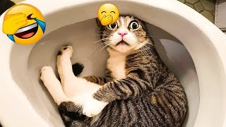 😅😅 So Funny! Funniest Cats and Dogs 🐱🐱 Best Funny Animal Videos # 17