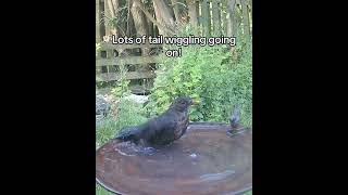 Wiggling those tail feathers! #birdbath #blackbird