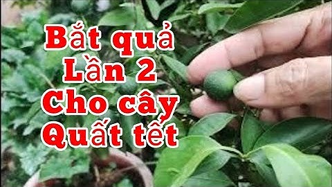 #5 Bắt quả lần 2 cho cây Quất ra quả đúng Tết 