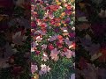Enjoying FAll in winter, When every Leaf 🍁 is Flower 🌹 Canada 🇨🇦 #fallcolors #canada
