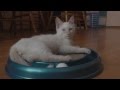 Забава для кота и чесалка для когтей  Cat Goes Crazy for Bergan Turbo Scratcher