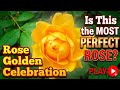 Golden Celebration: Aromatic David Austin Rose/ No Dig Organic Allotment Kitchen Garden