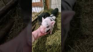 piglets line up for scratches and cuddles