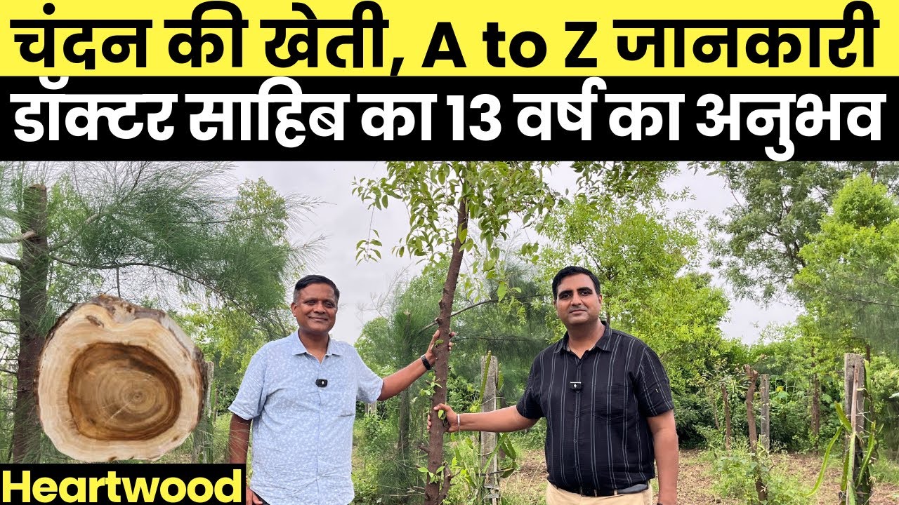 चंदन की खेती, 1 Acre से 2 करोड़ 🤑 की कमाई 😳 #sandalwoodfarming #chandankikheti #sandalwood 