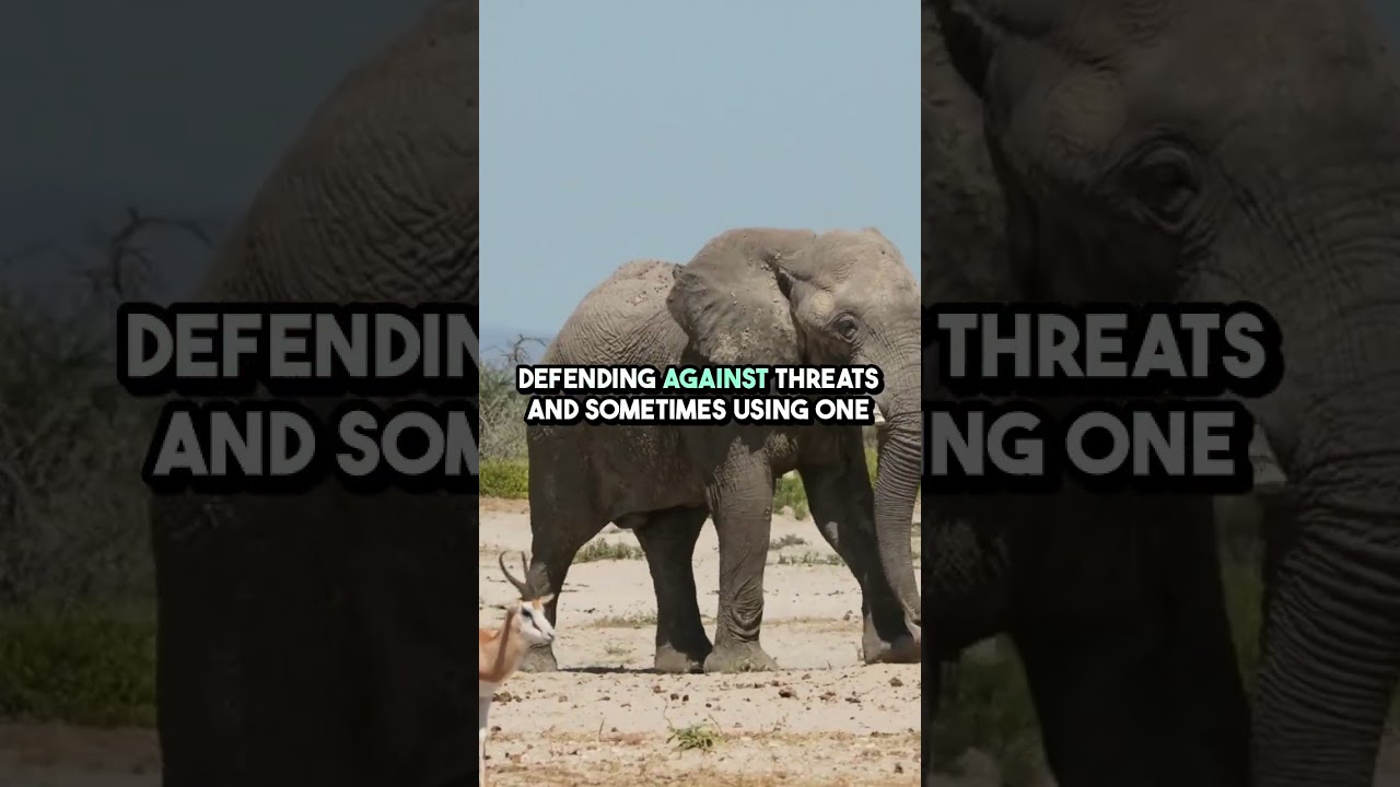 Elephant Tusks: Nature's Marvels 