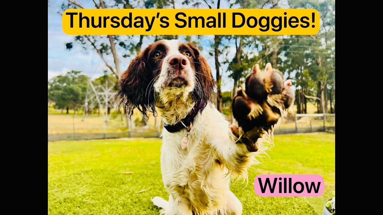 A splendidly fun-filled🤩day for the littles! 🐶☀️🎾🔵🏍️ - YouTube