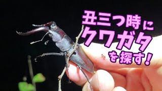 草木も眠る丑三つ時にクワガタとカブトムシを探す！