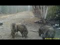 Кабаны пришли полакомиться. День и снег. Чавканье. Пение птиц. Охота и рыбалка. Кабан выпуск 180