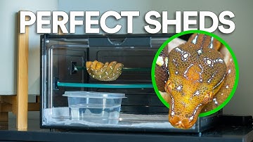 Building the Perfect DIY Grow-Out Display Enclosure for My Green Tree Python |  Arboreal Snakes