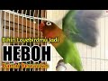 TANPA BASA BASI LAGI, Begitu Mendengar Suara Lovebird ini, dijamin Labetmu Langsung HEBOH BERSAUTAN