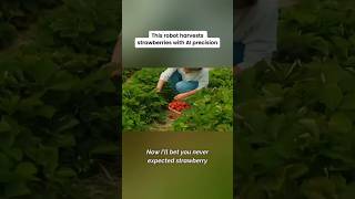 AI strawberry harvesters pick fruit with robotic precision 🍓🤖🌱 farming evolved #BeAmazed